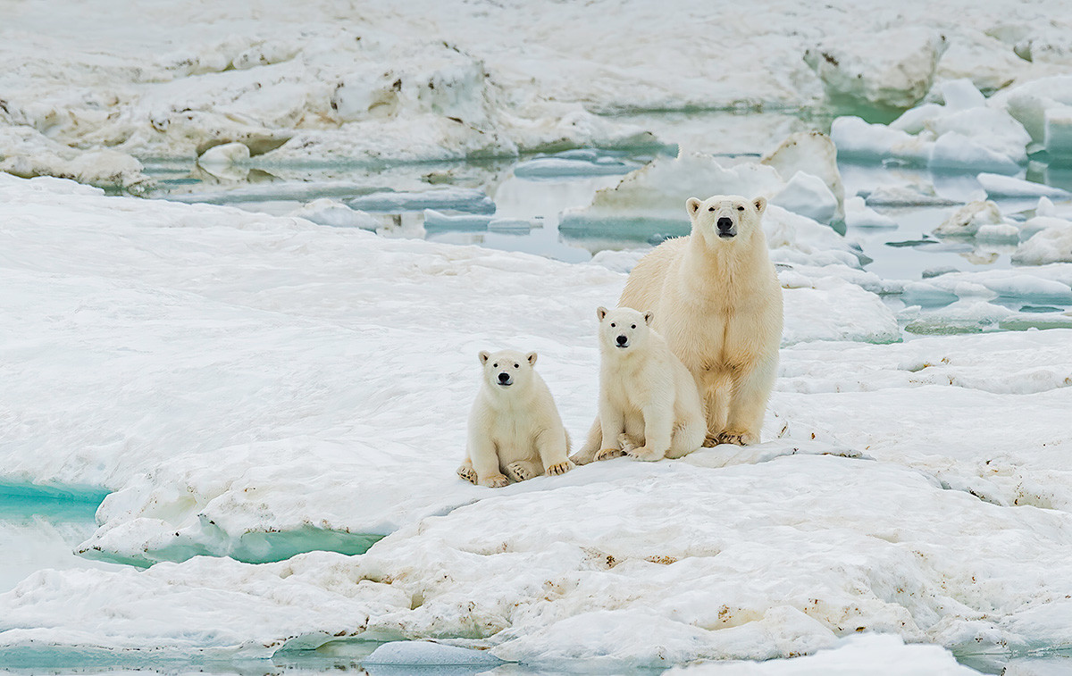 Бели (поларни) медвед (Ursus maritimus) је месождер који живи углавном у Арктичком кругу који обухвата Арктички океан. Острво Врангеља, Чукотски аутономни округ, Русија.