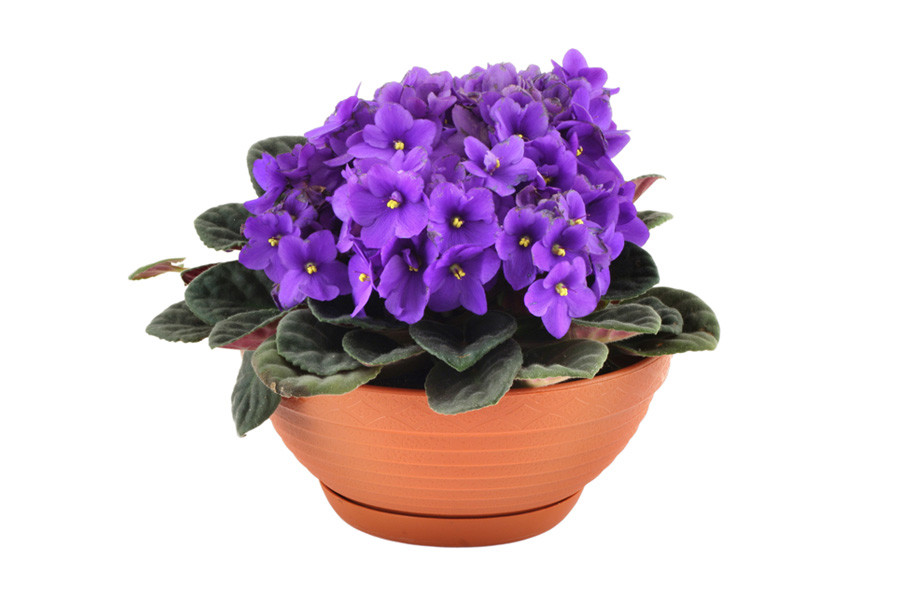 10 most popular houseplants in Russia - Russia Beyond