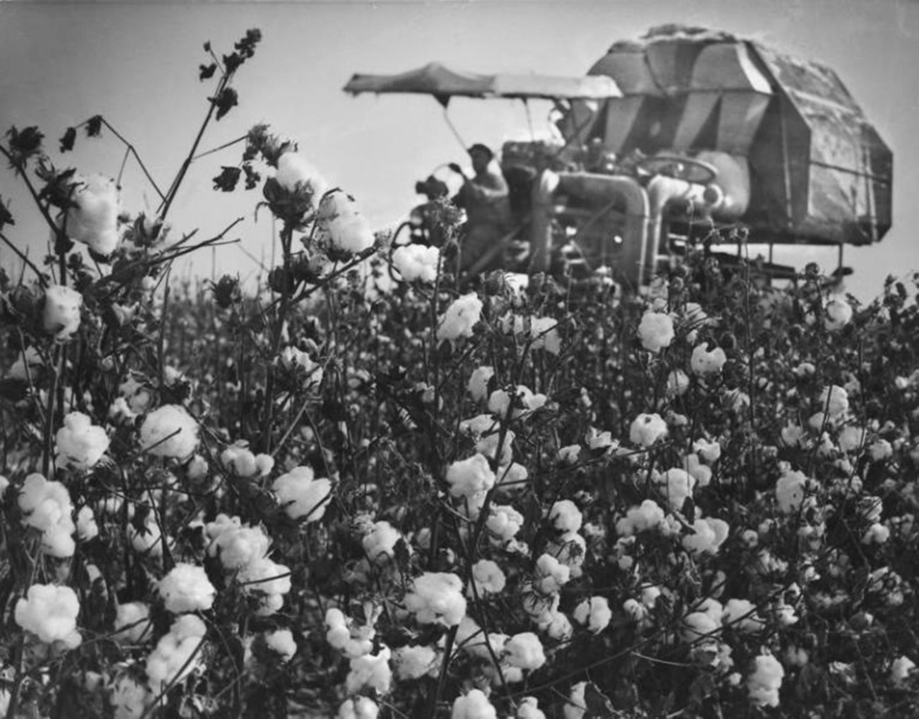 República de Uzbekistán. Cosecha de algodón; década de 1970.