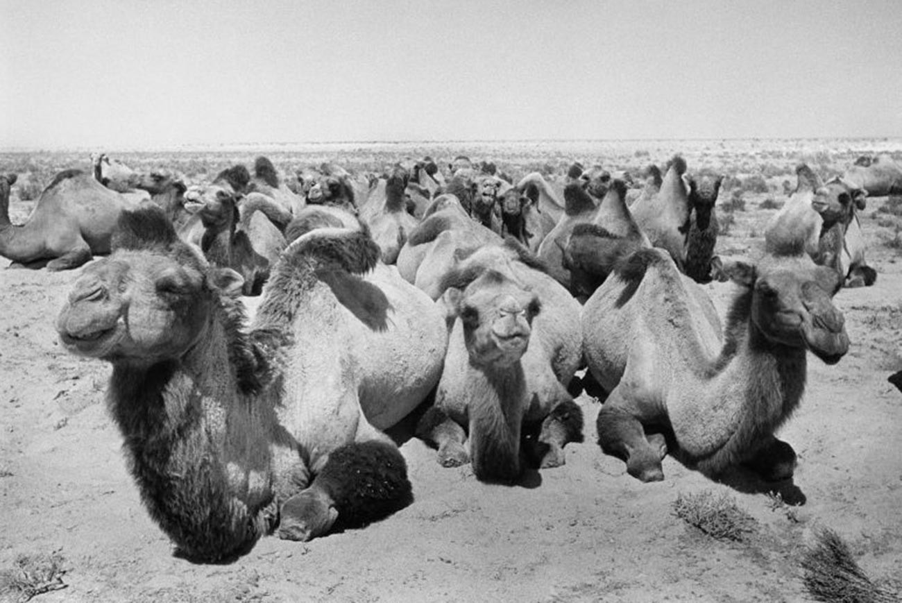 Camellos en las estepas kazajas; agosto de 1952.