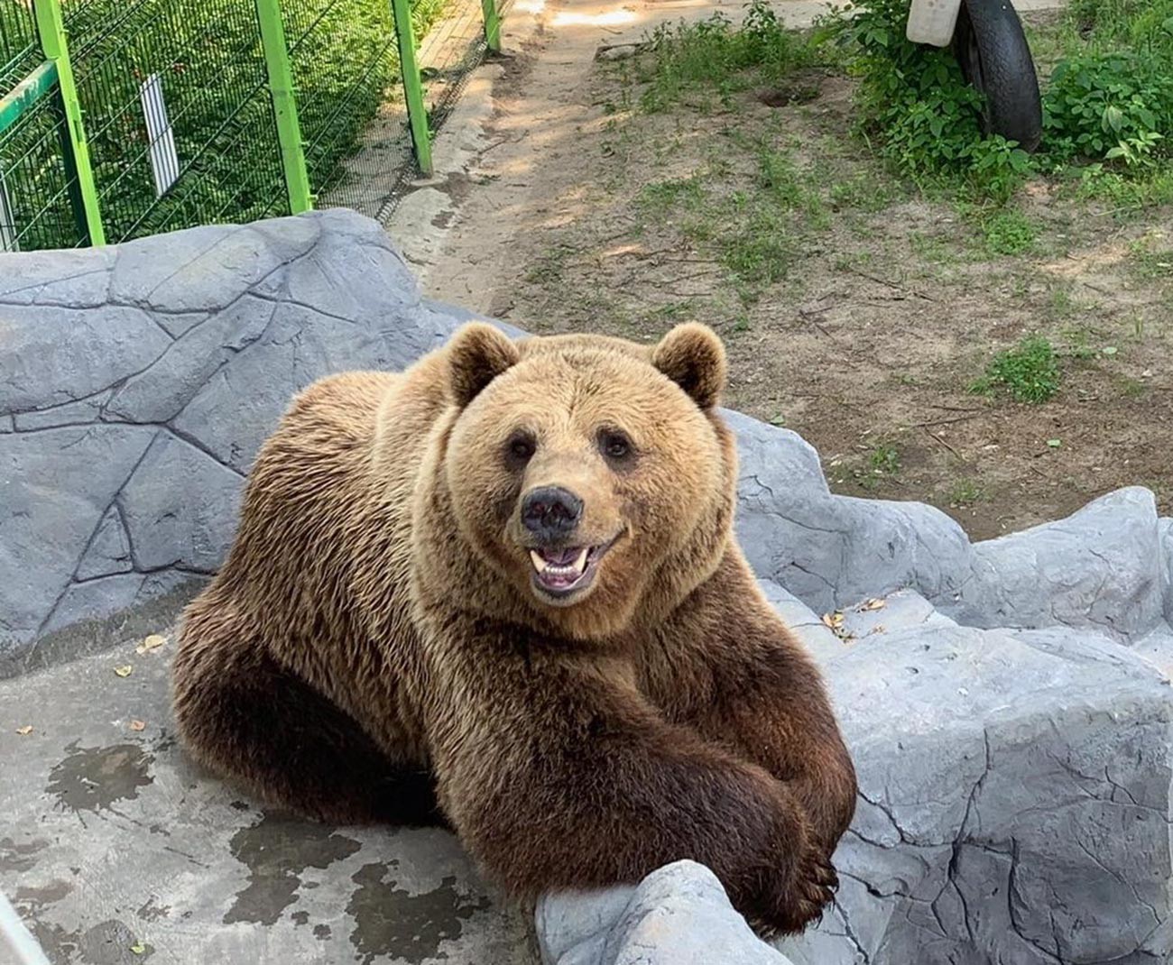 フォローすべきロシアの動物ブロガー10匹 ロシア ビヨンド