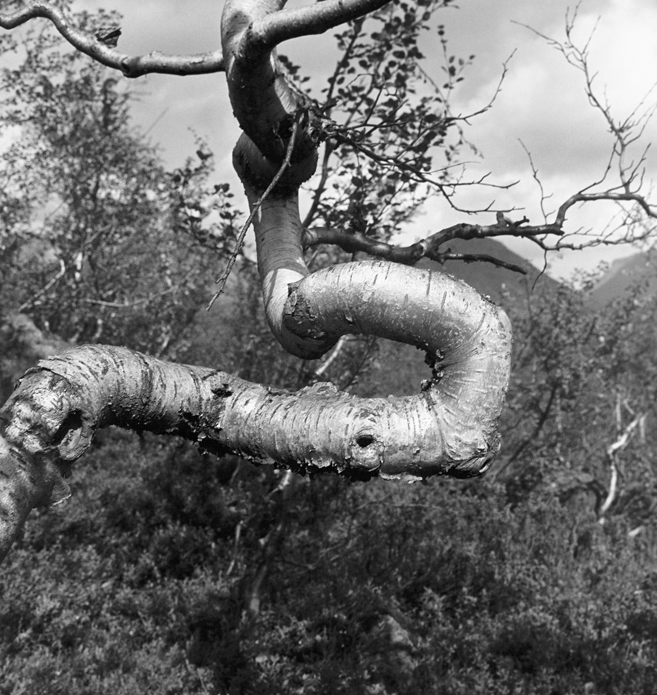 A birch tree, twisted by the northern winds. This photo was taken in Soviet times.