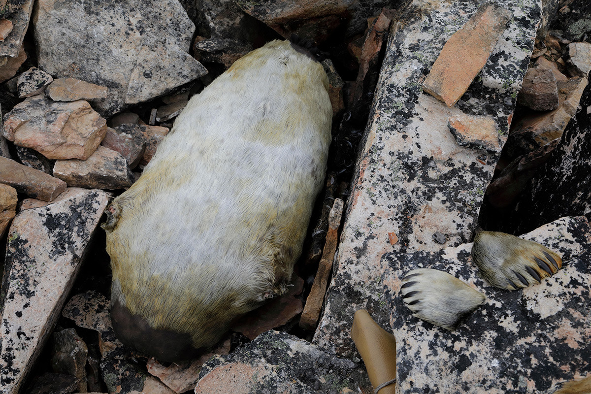 Stuffed seal laying in the rock for fermenting little auks, kiviak.