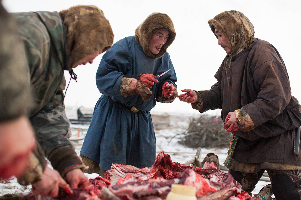 Nenzen-Männer teilen sich frisches rohes Rentierfleisch in ihrem Lager, etwa 200 km von Salechard, Russland entfernt.