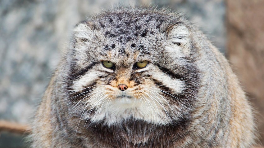 10 facts about the manul, the GRUMPIEST wild cat in Russia - Vimarsana News