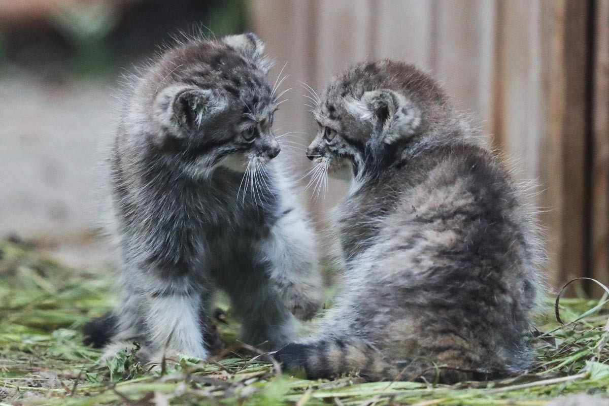 Manul kittens at the Novosibirsk Zoo
