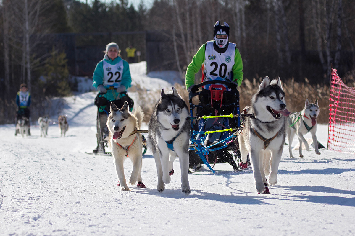 Winter riding competition with husky dogs 