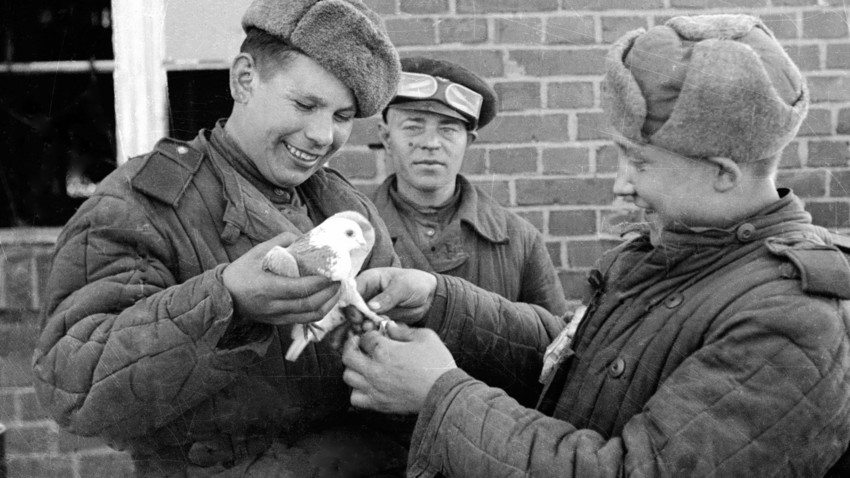 How PIGEONS helped the Red Army to win in World War II - Vimarsana News