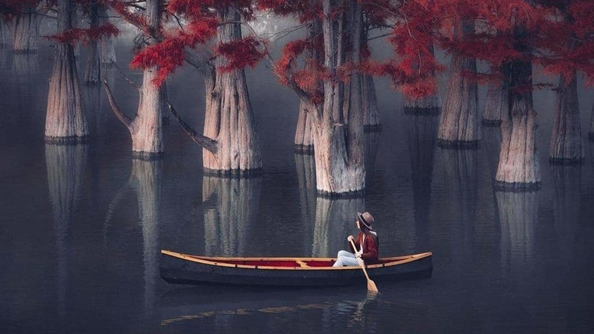 In pictures: this fascinating red forest in Russia