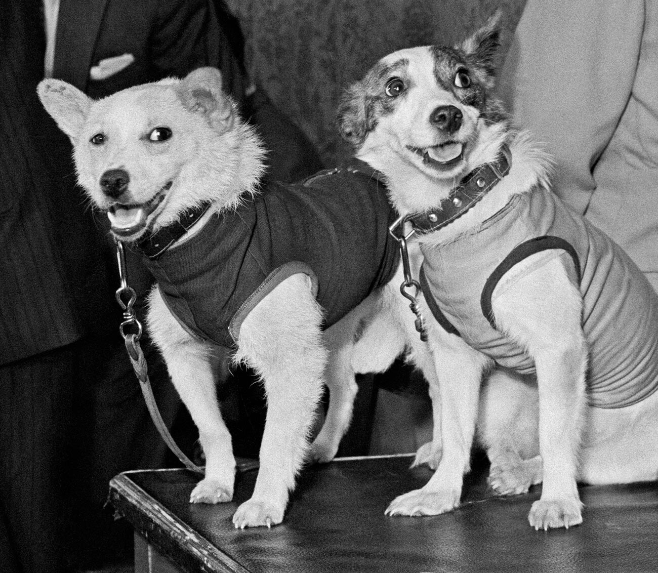 Soviet space dogs Belka and Strelka