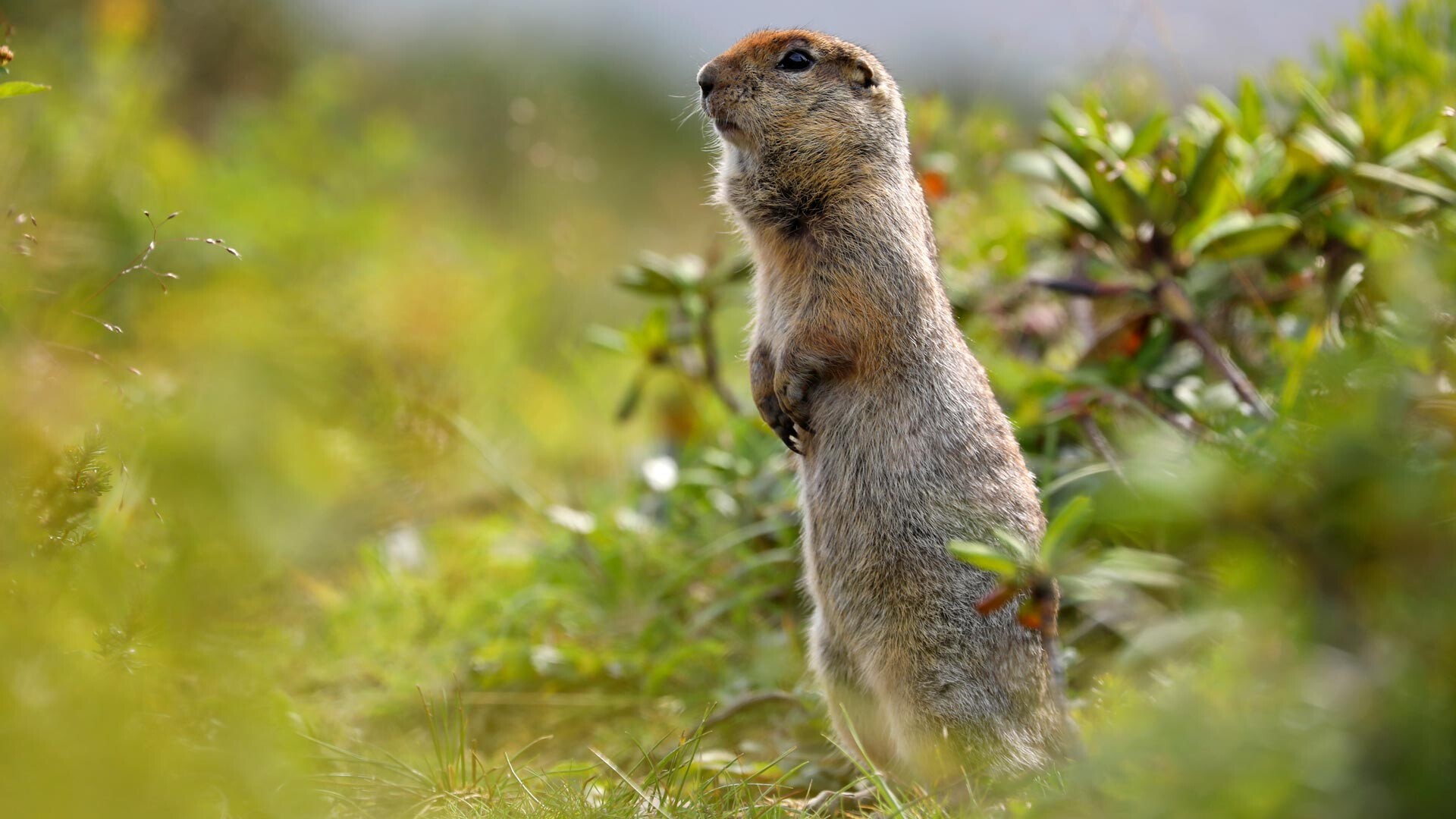 5 Facts About Yevrazhkas The Fluffiest Hooligans Of Russia S Far East Russia Beyond