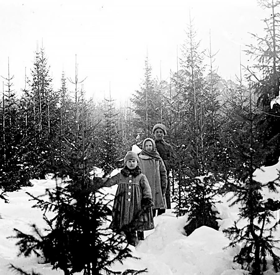 На еловой просеке, 1910-е
