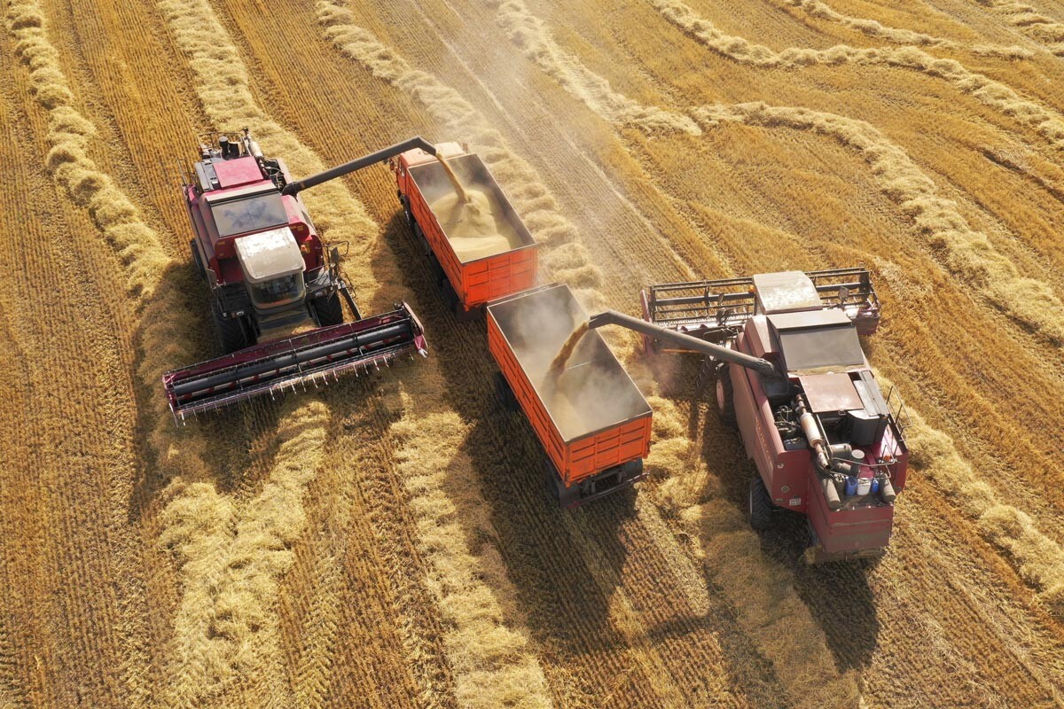 Colheitadeiras durante a colheita do trigo em Riazan.