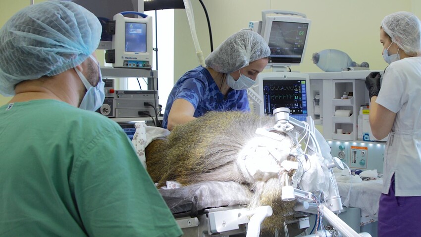 Russian scientists successfully install vision implant into monkey (PHOTOS) - Vimarsana News