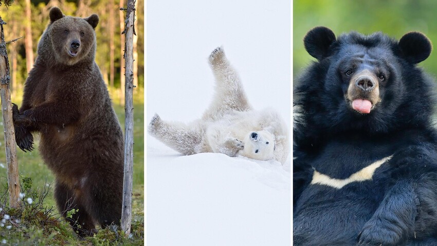 What species of bear live in Russia? (PHOTOS) - Vimarsana News