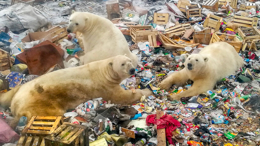 Do animals of the Russian North have a chance to survive climate change? - Vimarsana News