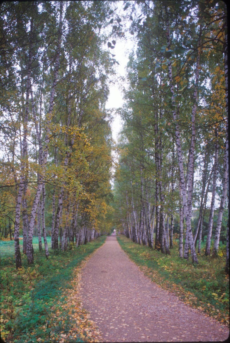 Yasnaya Polyana. Entrance lane with linden trees. October 8, 1992