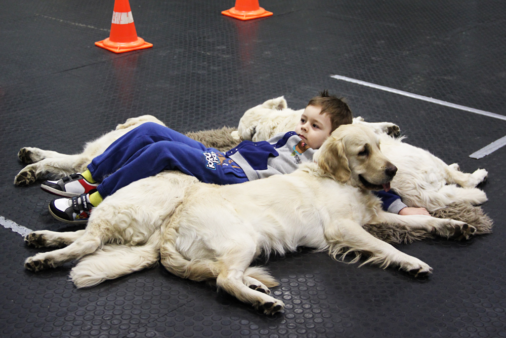 País tem centros de formação para cães-terapeutas width=
