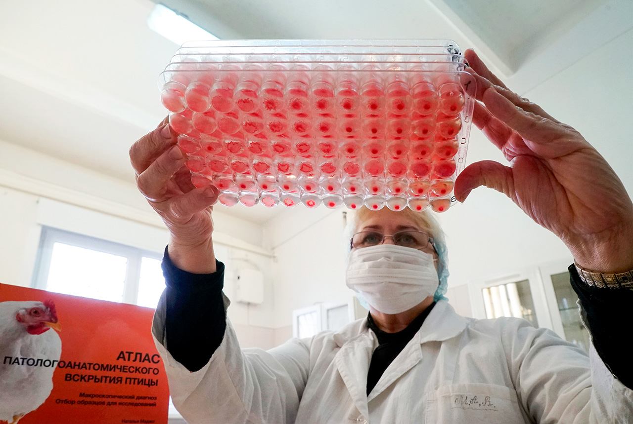 Pemerintah Rusia: Ada Arus Flu Burung dari Asia Tenggara ke Timur Jauh