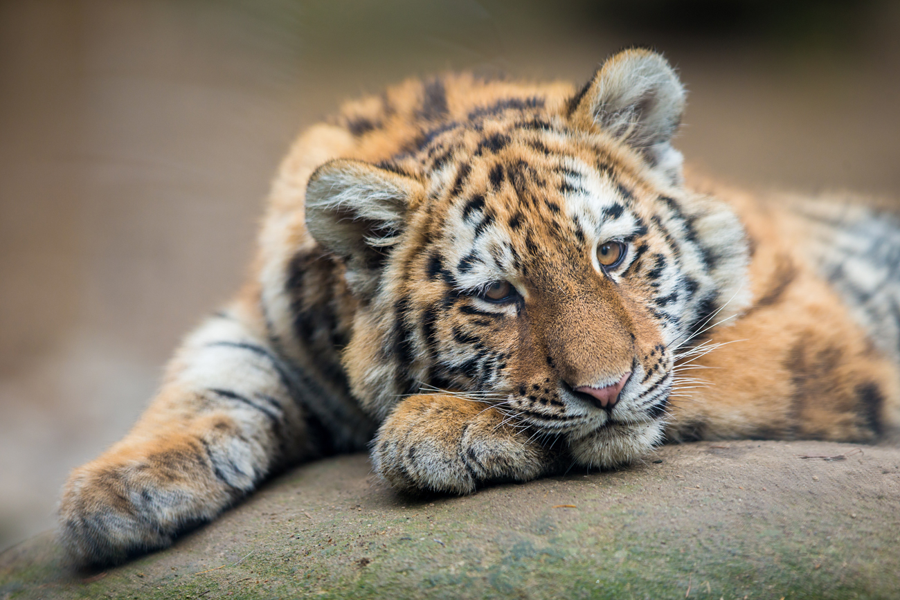 Anak Harimau Berkeliaran di Jalanan Vladivostok