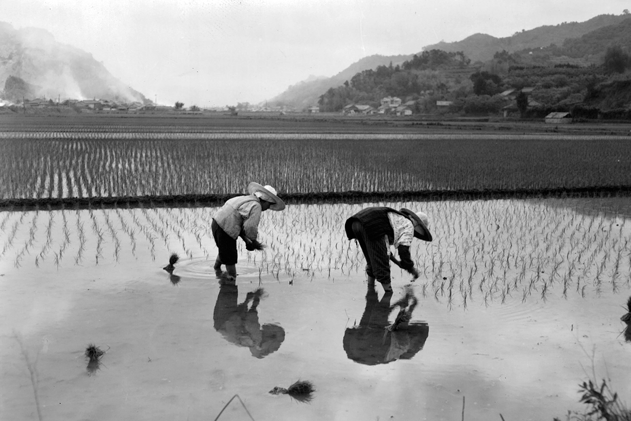 Major land reforms were implemented in Japan after World War II. The above picture shows rice farmers in Kochi in 1955. Source: Getty Images