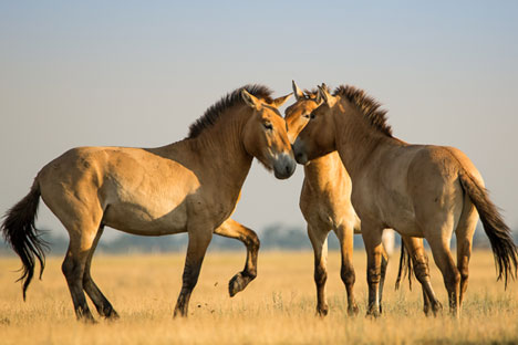 A legendary breed of wild horse returns to Russia
