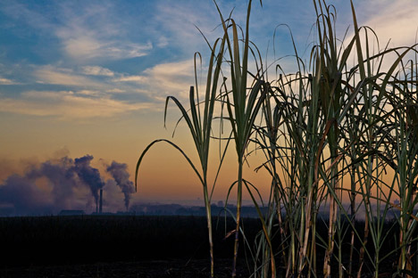 Bio-fuel alchemy: Turning plant biomass into energy