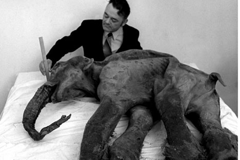 Russian scientists attempt to clone a mammoth