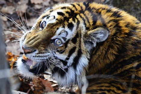 Cómo sobrevivir a un encuentro con el tigre de Amur