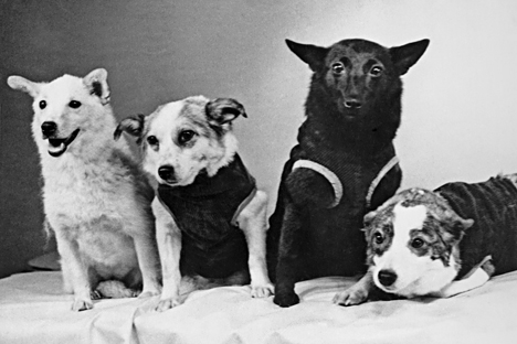 Petualangan Tokek dan Anjing Rusia di Luar Angkasa