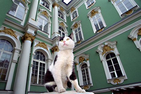 I gatti, i veri custodi dell'Ermitage