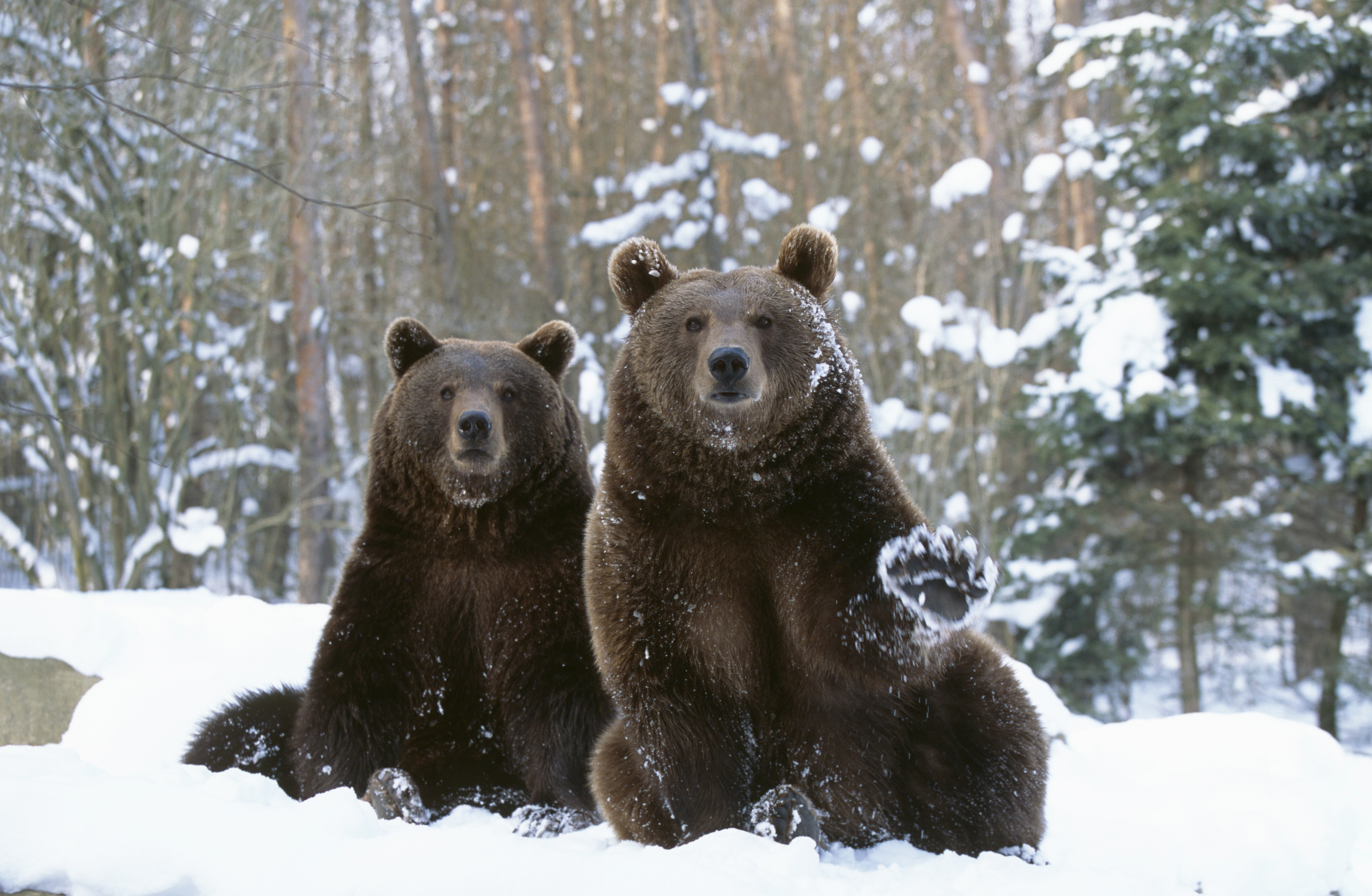 Siberia: Beruang, Berbahaya, dan Dingin, Benarkah?