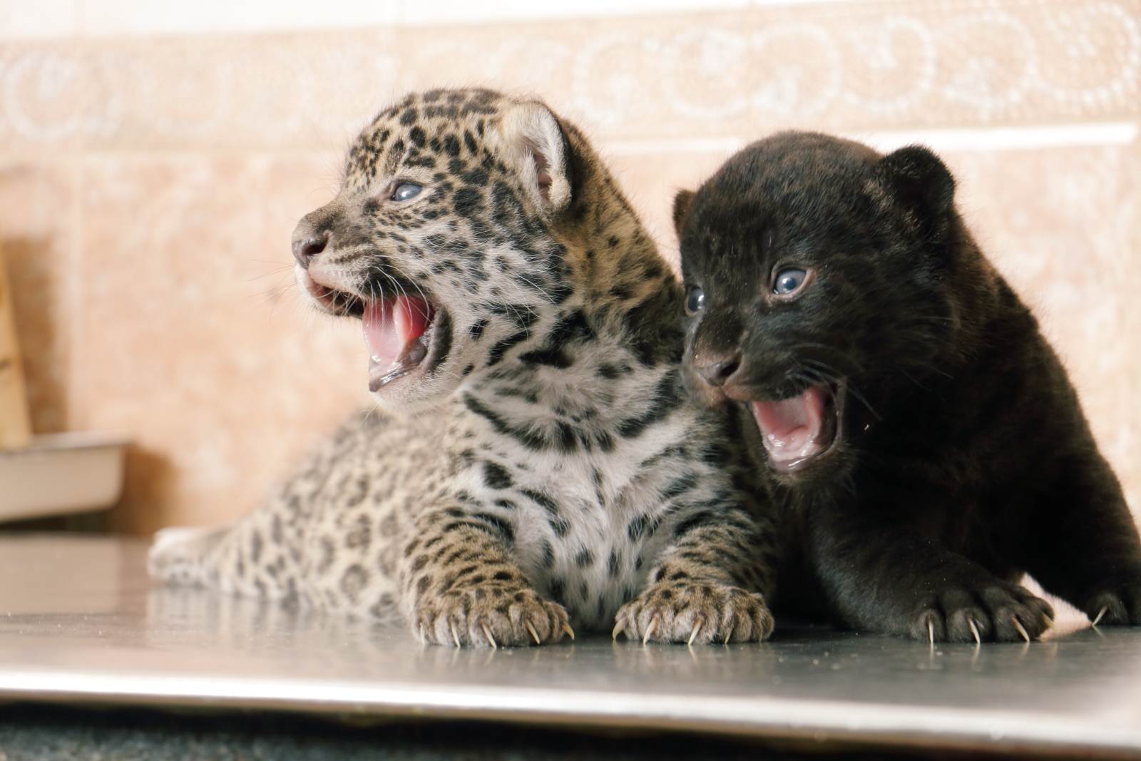 16 photos of cute newborns in Russian zoos