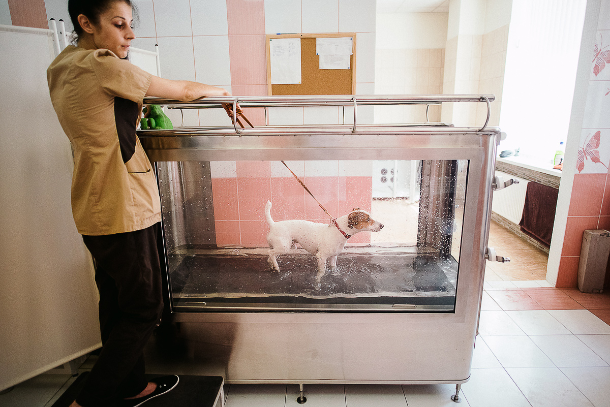 One of the newest Russian rehabilitation developments is a water treadmill for dogs from the Fit4Pet company. This helps dogs recover their mobility after surgeries, as well as drop weight and increase their endurance. Source: Press photo