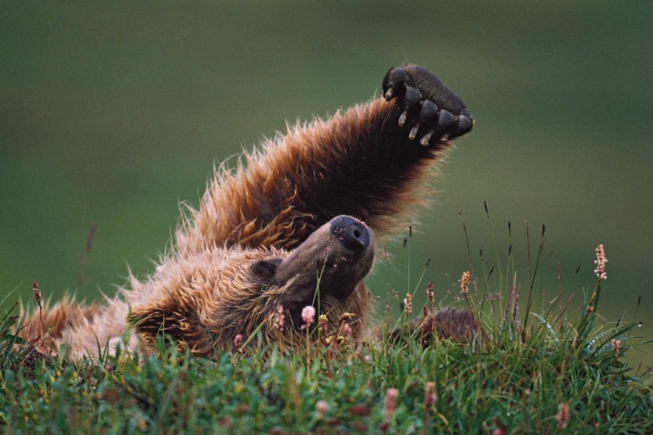 Grizli (Ursus Arctos), Aljaska 