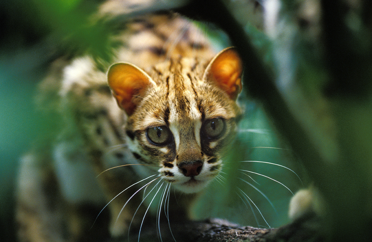 Leopard cat 