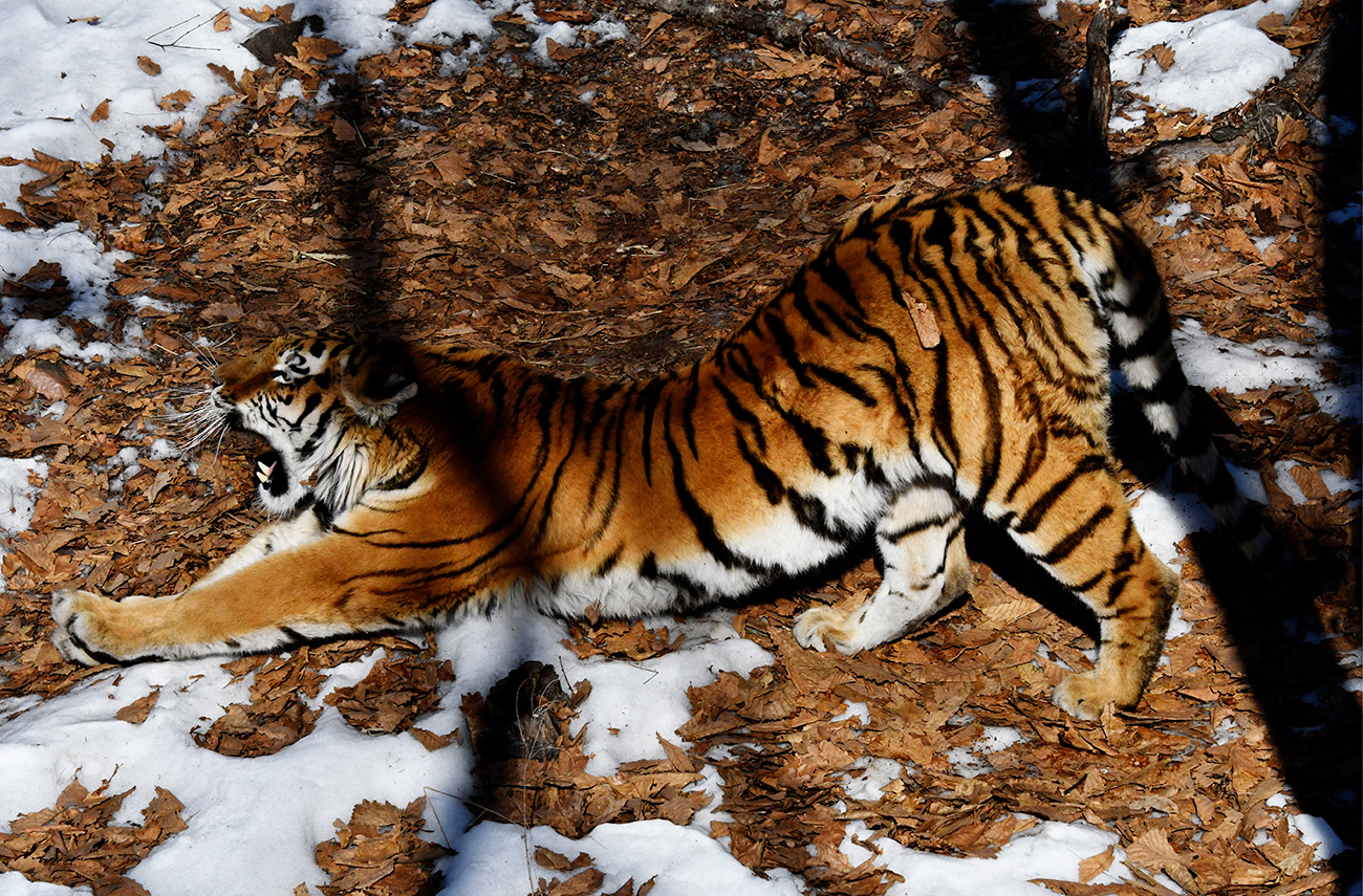 Jutarnja tjelovježba. Amurska tigrica Ussuri u safari parku Primorski / Jurij Smitjuk/TASS 