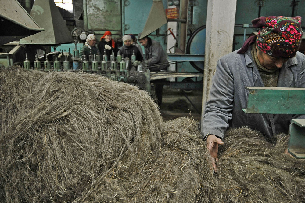 Cultivating flax in Novgorod Region Russia Beyond
