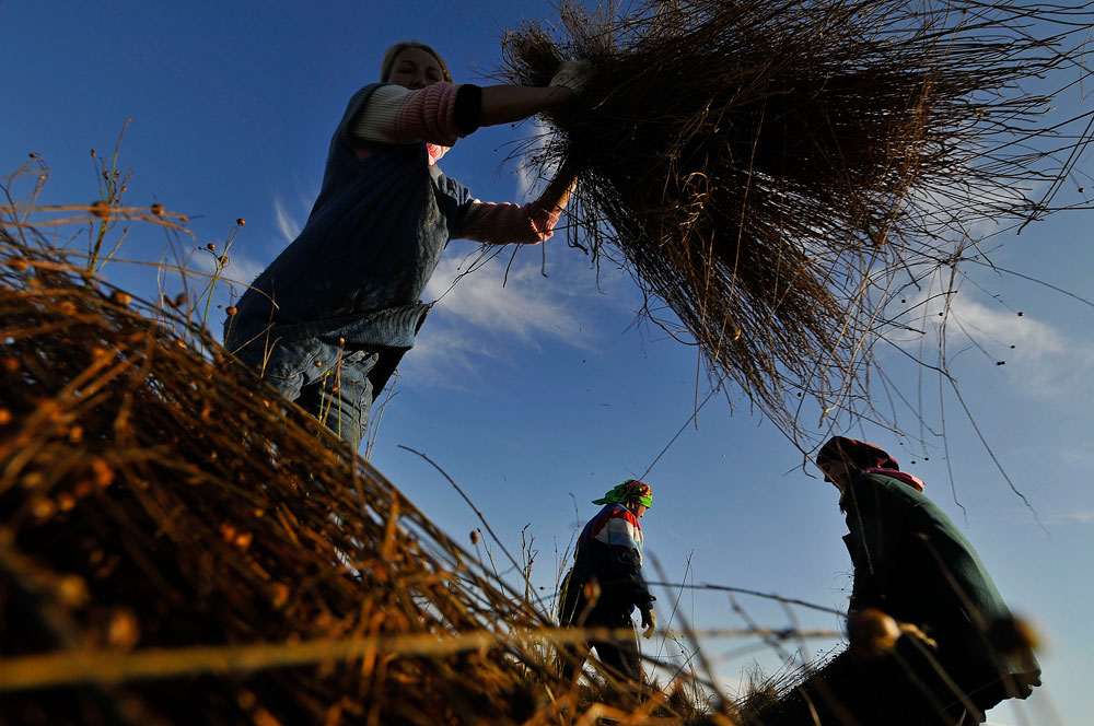 Cultivating flax in Novgorod Region Russia Beyond