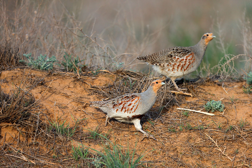 where-do-the-russian-birds-migrate-for-the-winter-russia-beyond