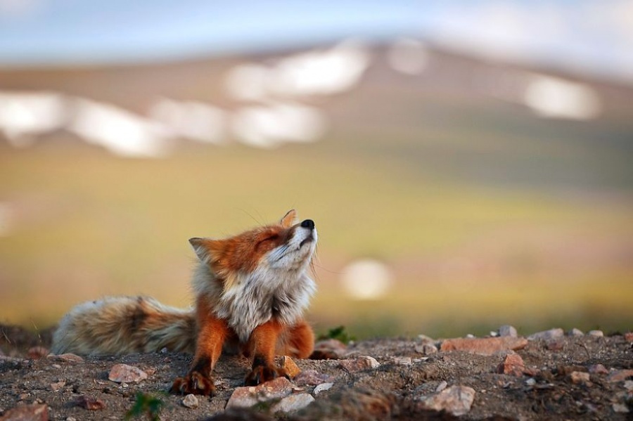 Secret lives of Far East foxes caught on camera (PHOTOS) - Russia Beyond