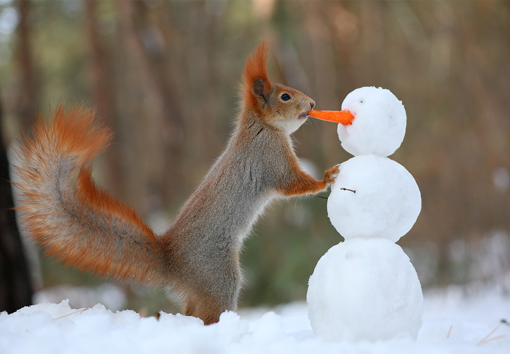 A carrot is a better windfall in any case. This squirrel doesnt even mind if it's someones nose.