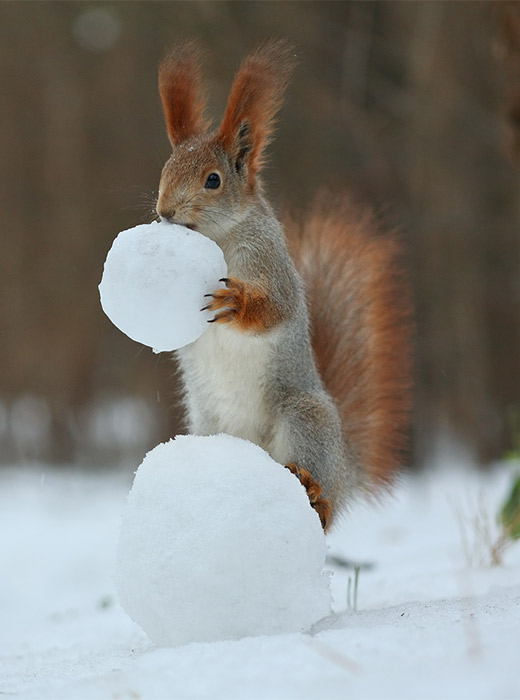 Are snowballs tasty? Its silly to think you can make up your mind after just one. Thats what this squirrel thinks at any rate...