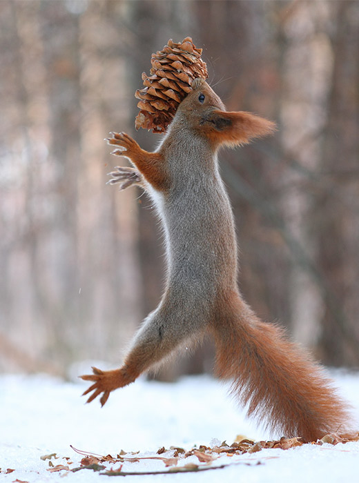 Finally, he gets to nibble a typical squirrel food.