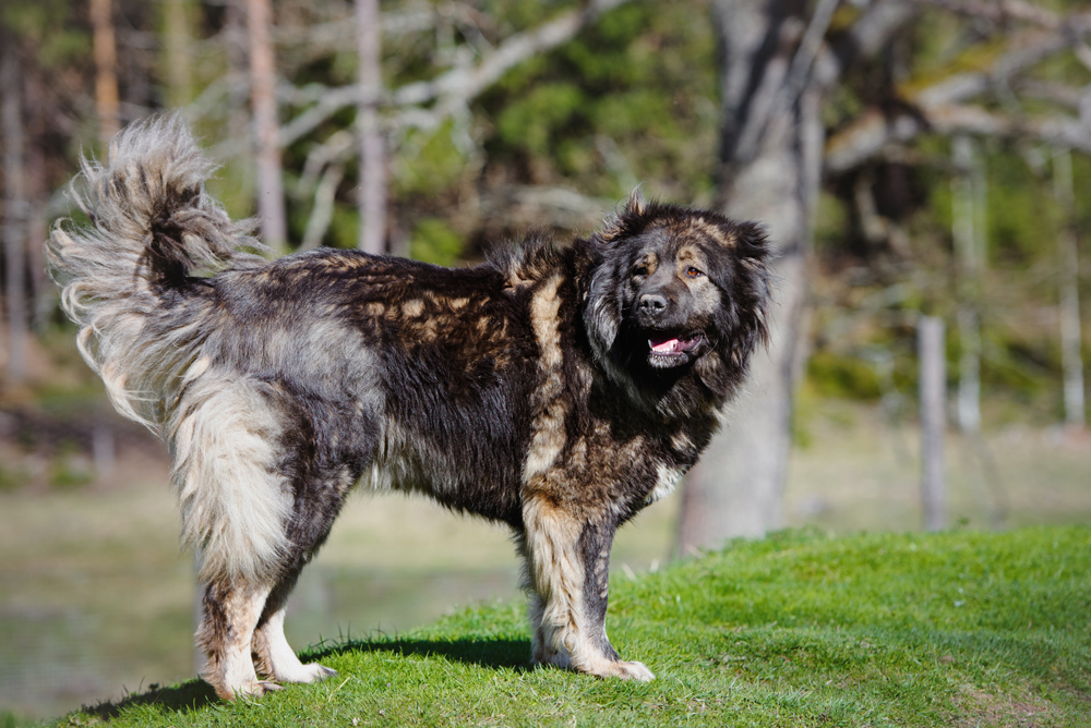 Ces Chiens Venus De Russie Russia Beyond Fr