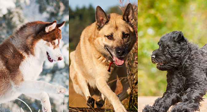  Diez razas de perro originarias de Rusia 