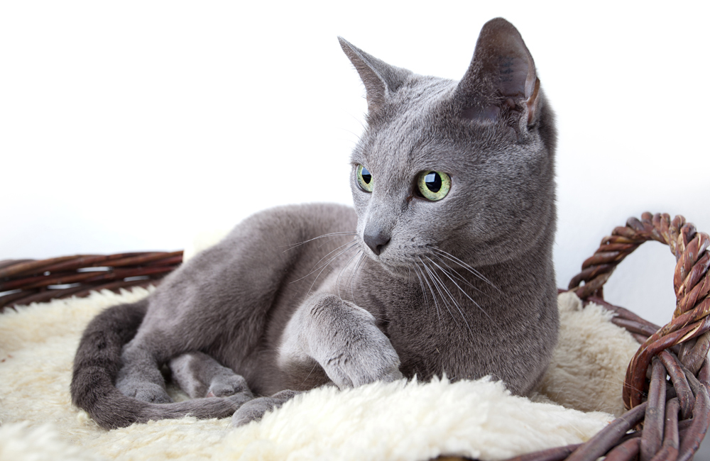 8-popular-cat-breeds-native-to-russia-russia-beyond