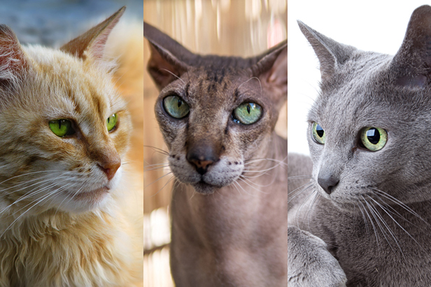 cat breeds popular russia native cats