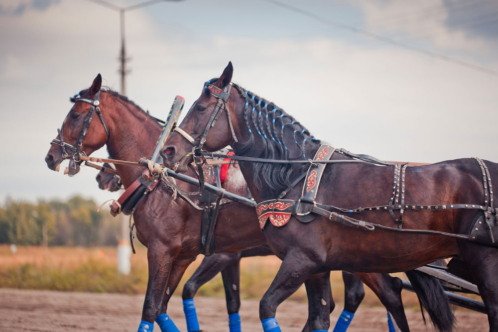 9 horse breeds native to Russia Russia Beyond
