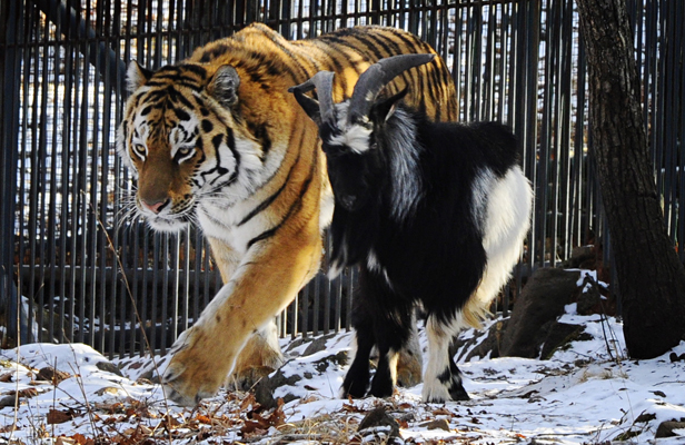 Warming tale of a tiger and a goat